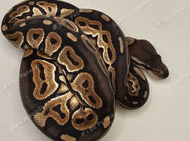 2025 Fire cinnamon 100% het albino royal python