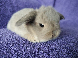 Baby mini lops for sale
