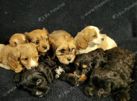 Cavapoochon
