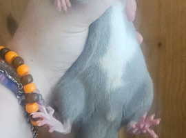 Young Rats For Sale