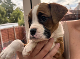 Boxer litter