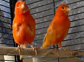 RED   CANARY   STUD         SHOW  QUALITY  BIRDS
