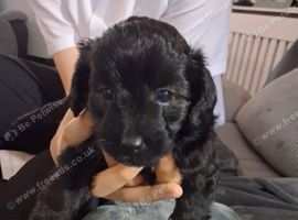 Poo chow female puppy ready end of november