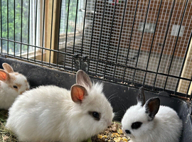Baby rabbits