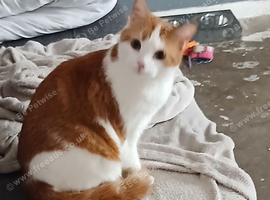 Male cat