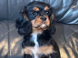 Gorgeous cavalier boys