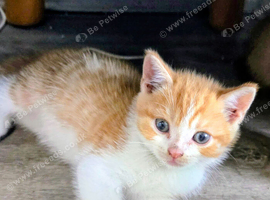 Beautiful persian x kittens