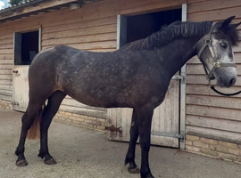 Grey Connemara mare