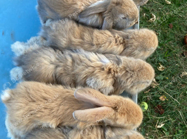 French Lop for sale in London.