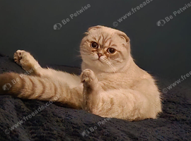 ADOPTION Scottish fold purebread 2 young female