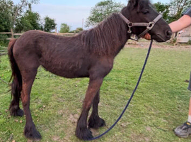 Fell yearling filly