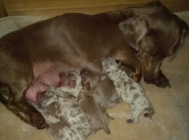 Miniature lilac dapple dachshunds