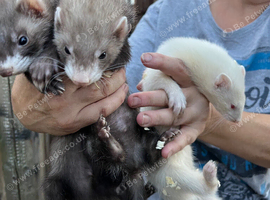 Ferret skits 9 weeks old
