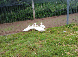 Call ducks