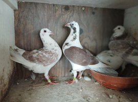 9 Nice racing pigeons this years