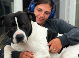 Chief - Staffy x American bulldog