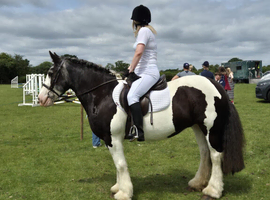 Sharer Wanted for My 14hh Cob Mare based in emberton (Warning: Cob Attitude Included! )