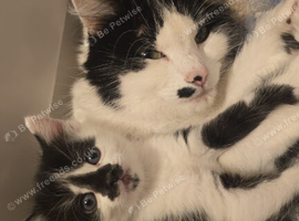 Last female Kitten ready to leave 25th October
