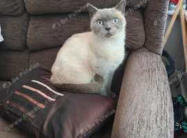 Beautiful cat for sale