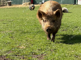 Kune kune pigs
