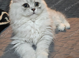 Doll face persian chinchilla girls ready to leave