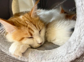 Pure bred Maine coon Kittens