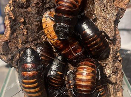 Adult Hissing Roaches