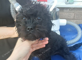 Pugapoo female pup available now!