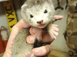 Ferret kits