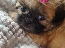 Beautiful Shih Tzu Puppy