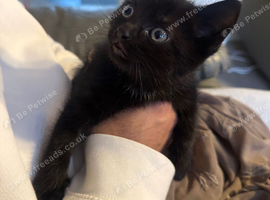 Kitten Ready