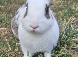 4-Month-Old Bunnies Looking for Their Forever Home