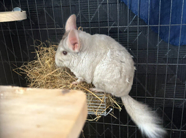 1 boy 1 girl chinchillas