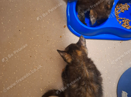 Lovely Kittens