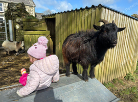 WANTED....Nanny Goat