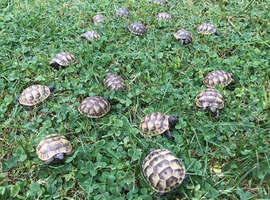 Hermann's T.h.b and Spur-thighed tortoises.