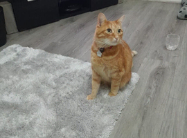 Charlie ginger male