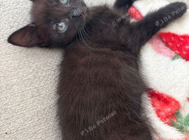 Beautiful Kitten