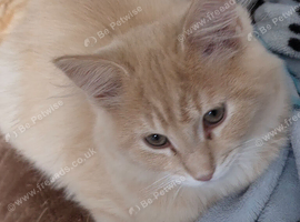 Maine Coon x Ragdoll kitten