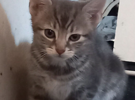 6 beautiful kitten looking for loving homes