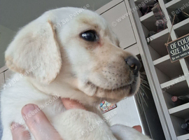Cream labrador puppies