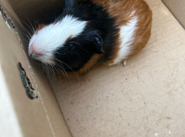 Male 7 week old guinea pigs. Two, 1 year old male pigs