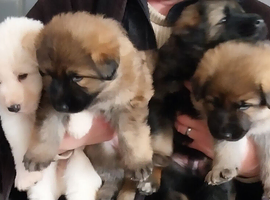 Chunky German Shepherd Puppies
