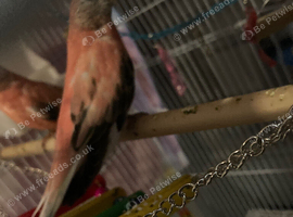 X2 red parakeets