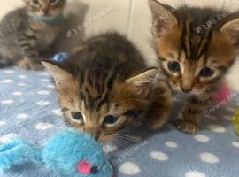 Stunning Bengal Kittens &ndash; 1 Girl & 2 Boys Ready for Loving Homes