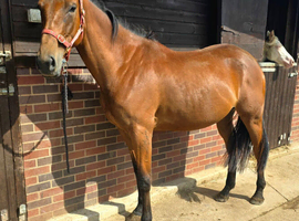 Lovely Irish Sports Horse 3yr mare