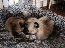 4 Russian line boy puppies