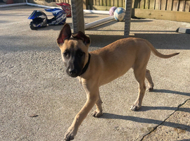 Belgian malinois