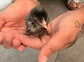 Pekin Bantam chicks