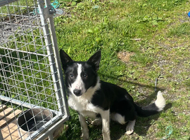 Male collie for sale
